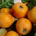 halk ortasinda sari altin deniliyor hasat basladi kilosu 90 lira AMZepp52