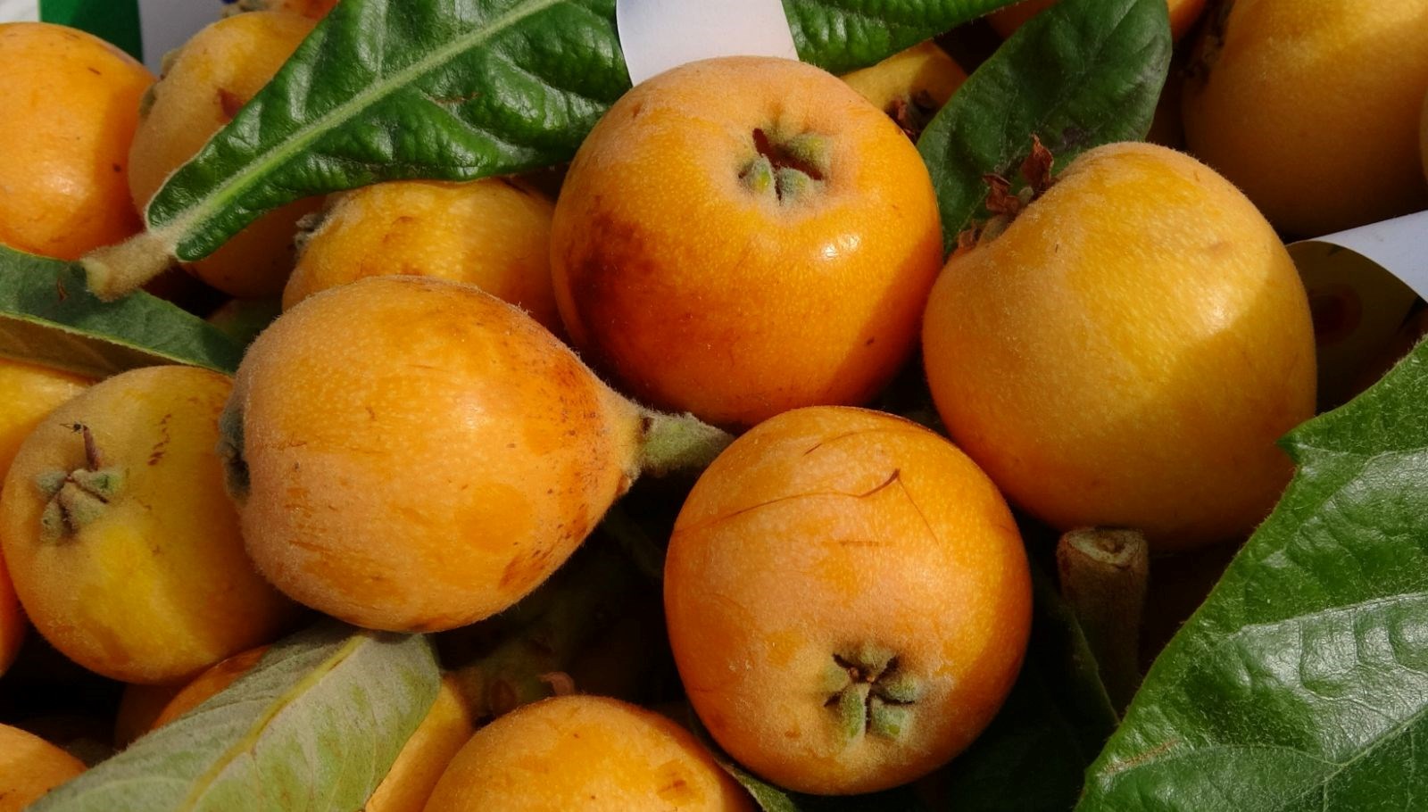 halk ortasinda sari altin deniliyor hasat basladi kilosu 90 lira AMZepp52