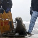 hasta deniz aslanlari dehset sacti cinlenmis uzere gorunuyordu kLnOBEZg