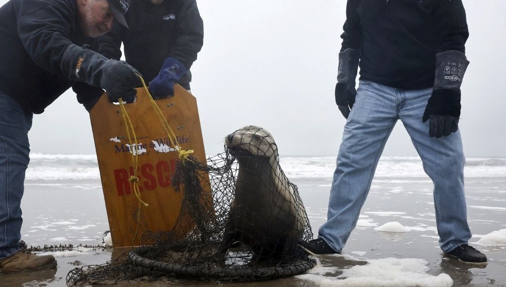 hasta deniz aslanlari dehset sacti cinlenmis uzere gorunuyordu kLnOBEZg