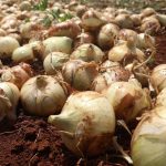 hatayda sogan hasadi basladi rekolte ciftcinin yuzunu guldurdu tarlada kilosu 15 20 tl AwmZONdx