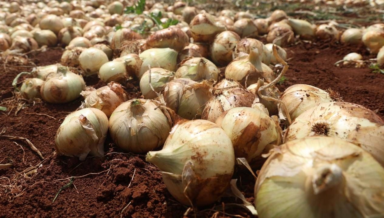 Hatay'da soğan hasadı başladı, rekolte çiftçinin yüzünü güldürdü: Tarlada kilosu 15-20 TL 71 hatayda sogan hasadi basladi rekolte ciftcinin yuzunu guldurdu tarlada kilosu 15 20 tl