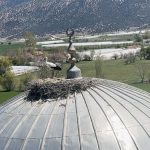 her yil birebir caminin kubbesine yuva yapiyorlar ilgi odagi oldu 2mQx5Q3w