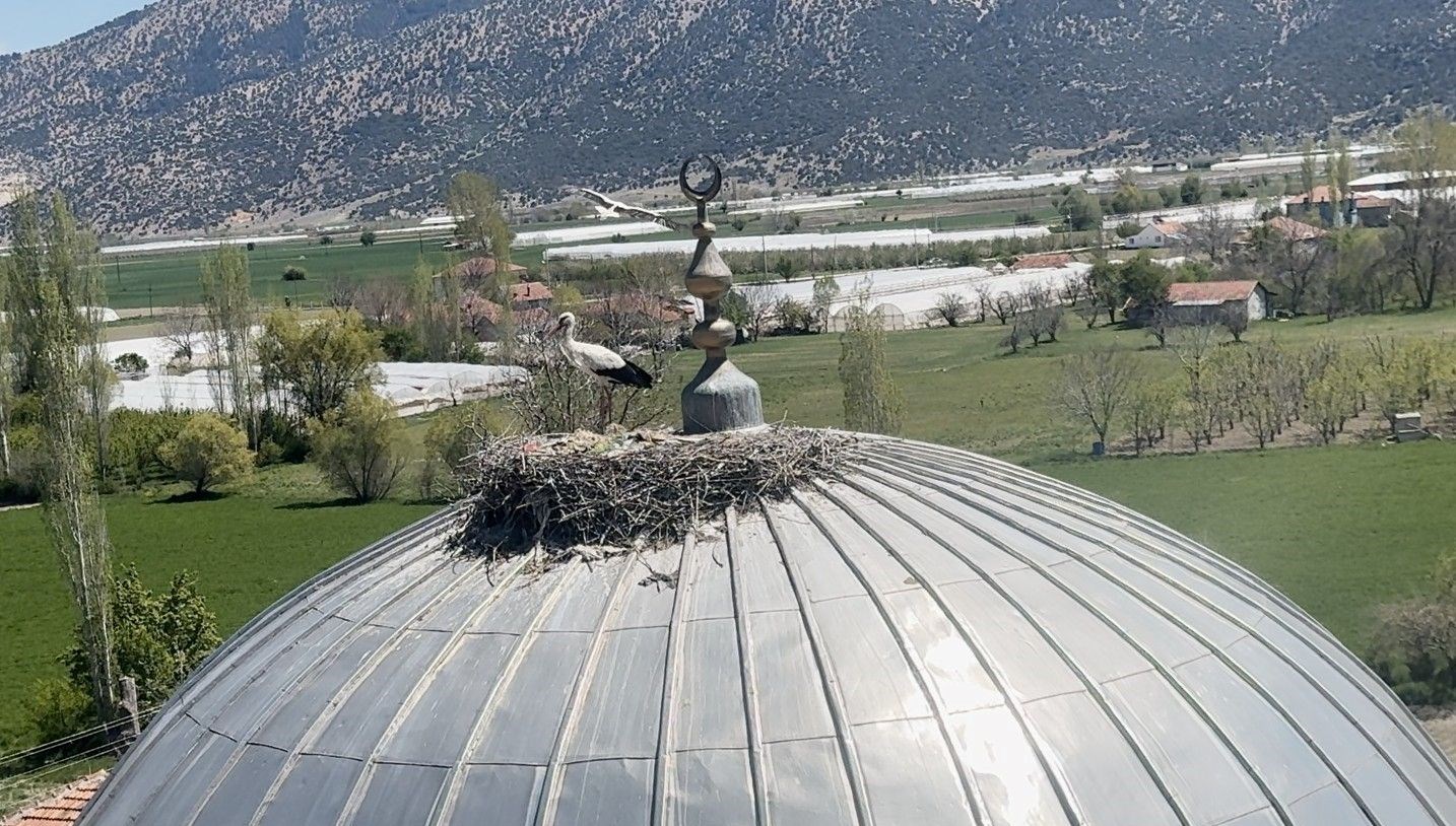 her yil birebir caminin kubbesine yuva yapiyorlar ilgi odagi oldu