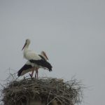 hitit leylegi bu yil da gelenegi bozmadi birebir noktayi mesken tuttu 8YCkyeMF