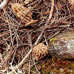 hobelen ismiyle da biliniyor bagirsak ve mideyi tedavi eden sifali bitki ZYDsuZsW