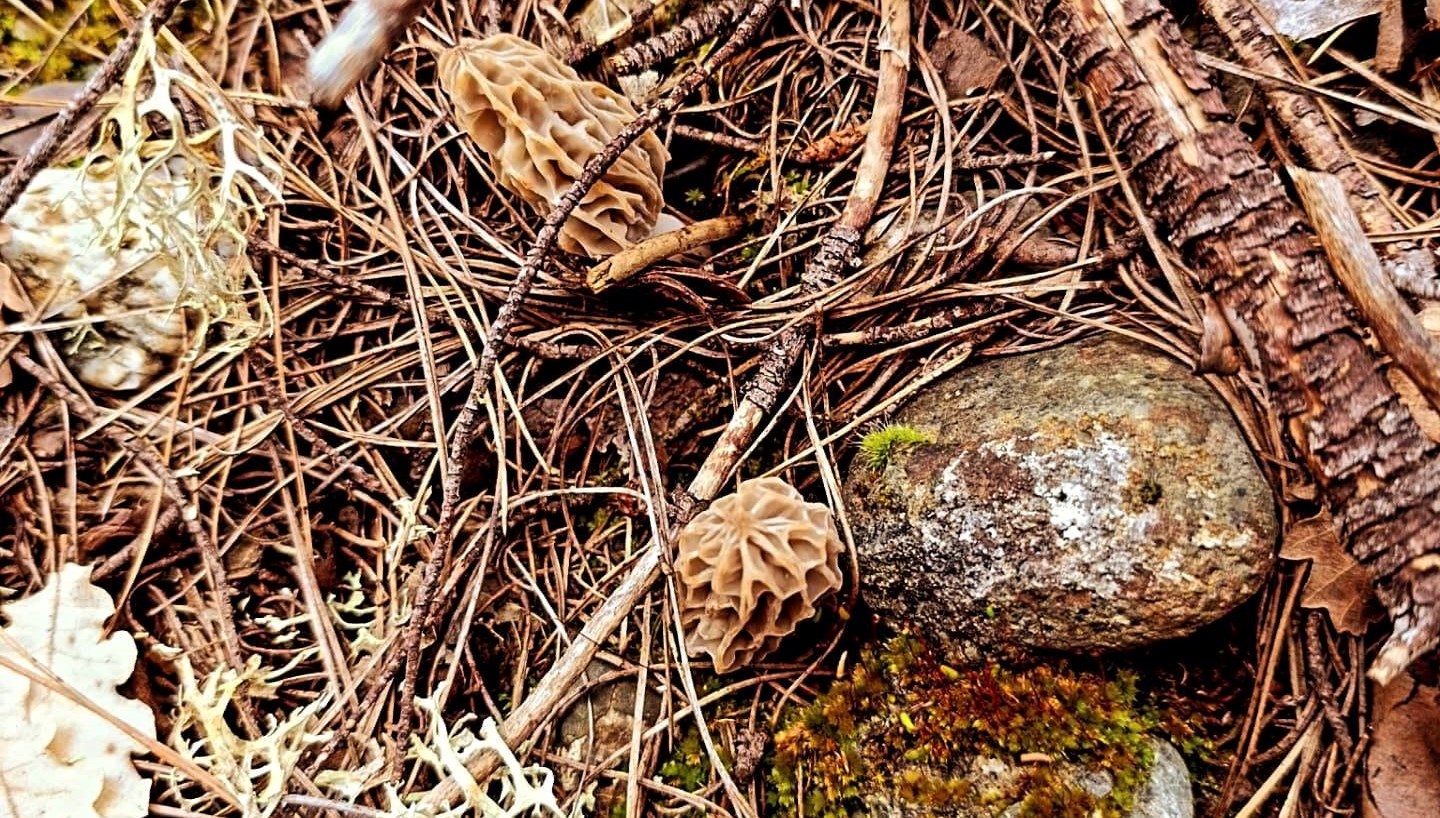 hobelen ismiyle da biliniyor bagirsak ve mideyi tedavi eden sifali bitki ZYDsuZsW