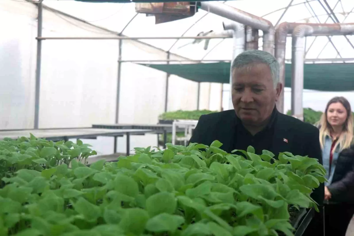 honaz belediyesi cet tohumlarindan fiyatsiz fide dagitimi yapiyor pSjD2b8g