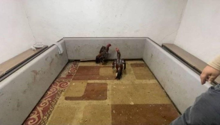 Horoz dövüşü ihbarına baskın 71 horoz dovusu ihbarina baskin AvSVZaud