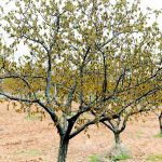 ic anadolu ve dogu anadolunun kimi kesitleri icin zirai don uyarisi na7JqmKA