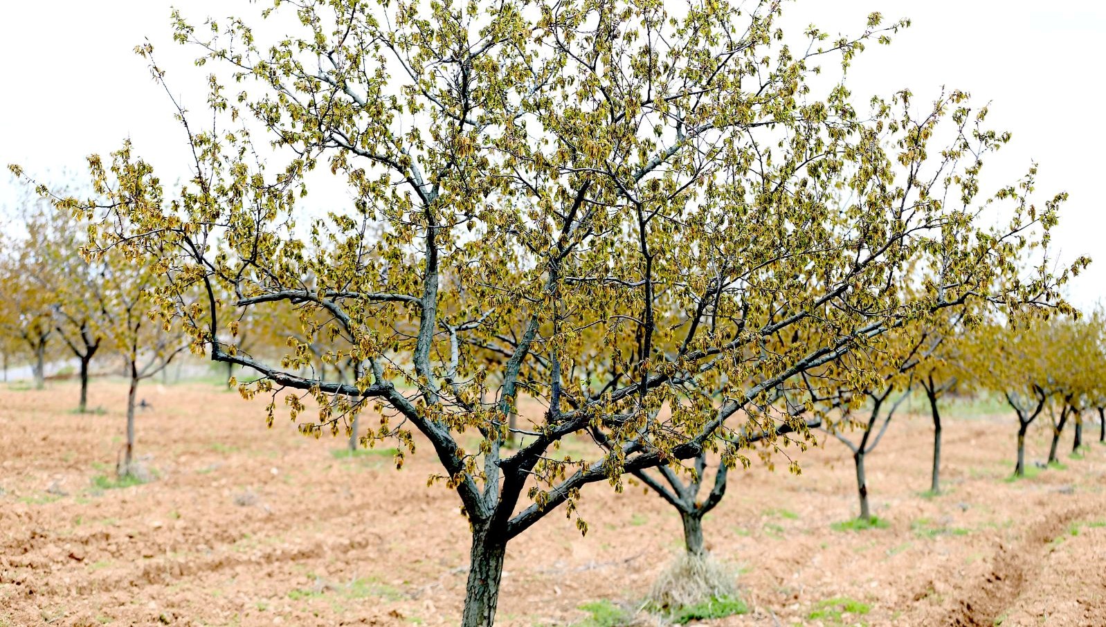 ic anadolu ve dogu anadolunun kimi kesitleri icin zirai don uyarisi na7JqmKA