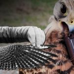 igdirda takildi ermenistandan cikti adim adim takip ediliyor d7DlRW27