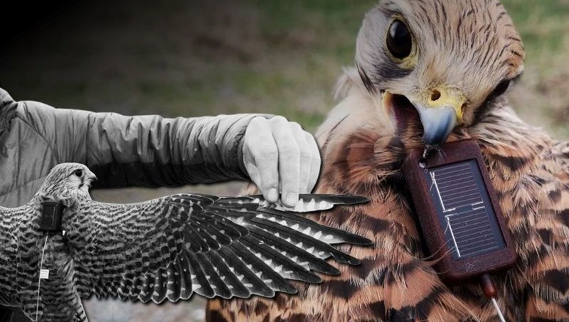 Iğdır'da takıldı, Ermenistan'dan çıktı: Adım adım takip ediliyor 71 igdirda takildi ermenistandan cikti adim adim takip ediliyor d7DlRW27