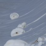 insan imali degil dunyada seckin rastlanan tabiat olayi amasyada goruldu yGamAJER