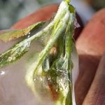 ispartada zirai don tesiri elma gul kiraz ve kayisida kayip buyuk W1bcxqsU