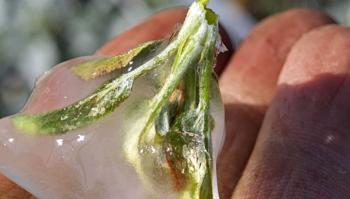 ispartada zirai don tesiri elma gul kiraz ve kayisida kayip buyuk