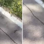 istanbulda tirtil istilasi basladi uzmanlar uyardi dokunulmamali 1TbxvsUL