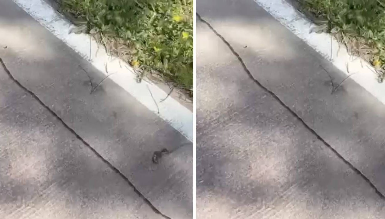 istanbulda tirtil istilasi basladi uzmanlar uyardi dokunulmamali