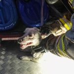 itfaiyeden kopek operasyonu yanan binadan son anda kurtarildi t6ZlNGGP