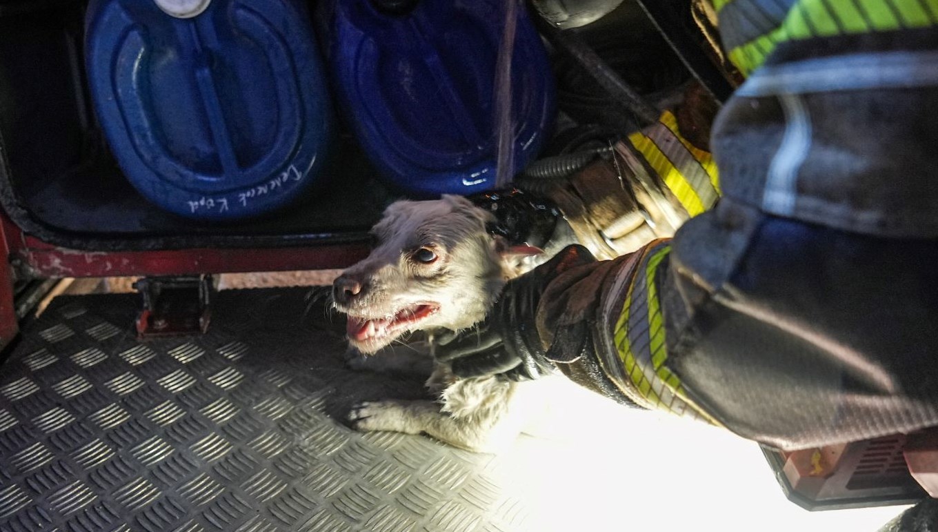Alevlerin Ortasında Bir Mucize: İtfaiyenin Kahramanca Köpek Kurtarma Operasyonu! 71 itfaiyeden kopek operasyonu yanan binadan son anda kurtarildi t6ZlNGGP
