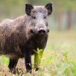 japonyada yirtici hayvanlar acil durumlarda vurulabilecek vHWB8p5q