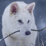 jenerasyonu 10 bin yil evvel tukenmisti ulukurtlar hayata donduruldu 4By8tEuS