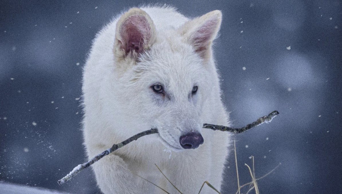 jenerasyonu 10 bin yil evvel tukenmisti ulukurtlar hayata donduruldu 4By8tEuS