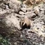 jenerasyonu tukenmek uzere batmanda goruntulendi 9rAsX959