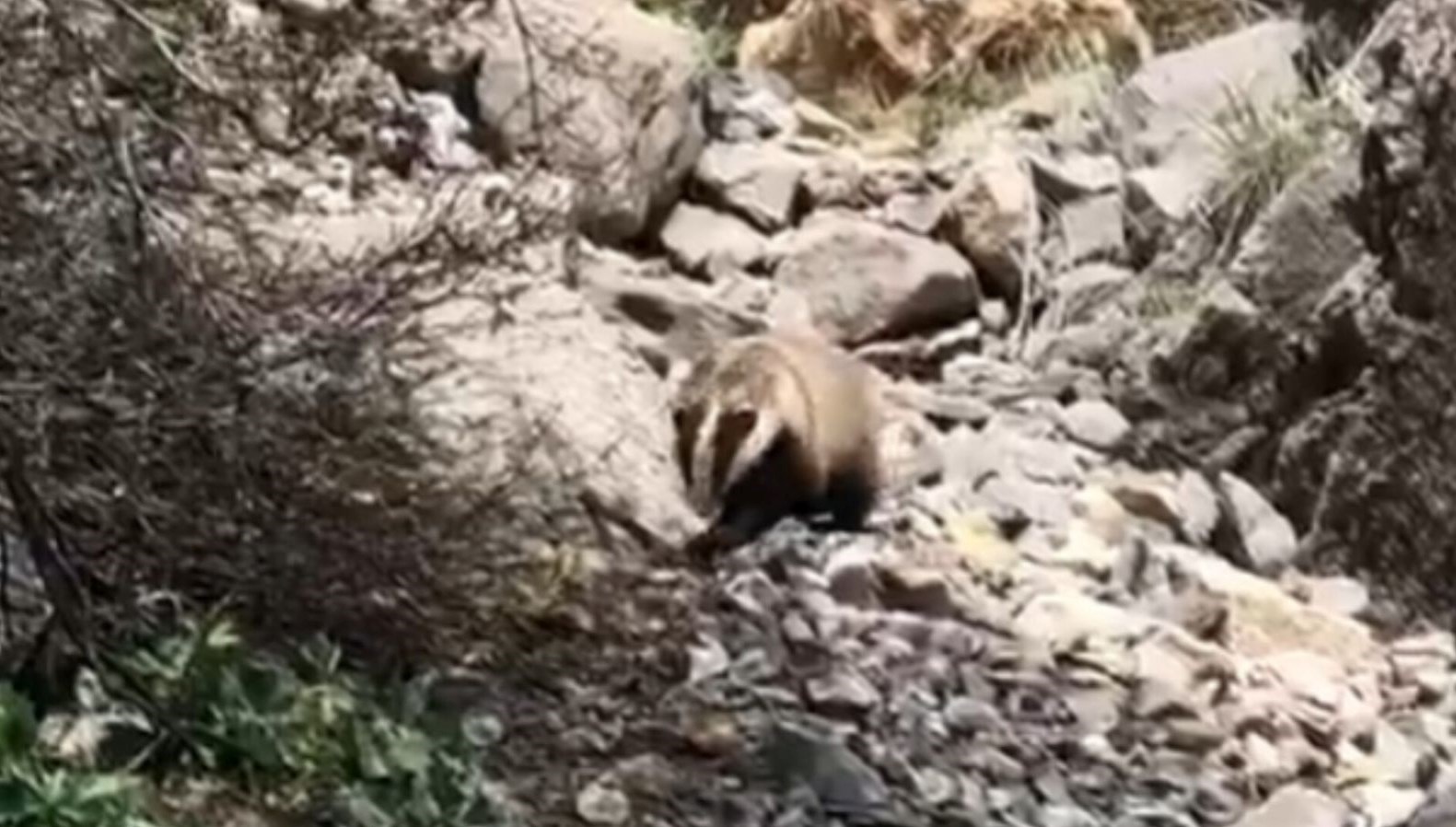 Jenerasyonu tükenmek üzere: Batman'da görüntülendi 71 jenerasyonu tukenmek uzere batmanda goruntulendi 9rAsX959