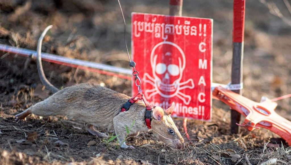 kahramansican tarihe gecti mayin avcisindan dunya rekoru i4y9Yqpy