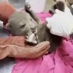 karabukte yavru bozayi bulundu cxphxKqh