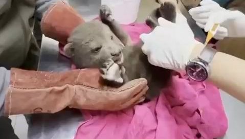 Karabük'te Yalnız Kurt: Sahipsiz Bozayı Yavrusu Şaşkınlık Yarattı 71 karabukte yavru bozayi bulundu