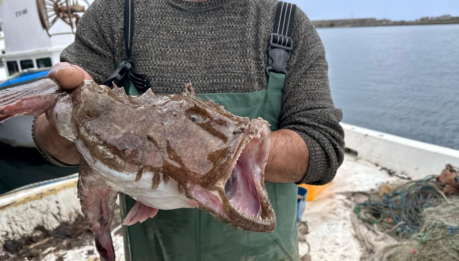 Karadeniz'de az görülüyorlardı, Kastamonu'da ağa takıldılar 71 karadenizde az goruluyorlardi kastamonuda aga takildilar bkPncgZR