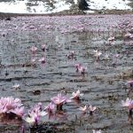 karlarin erimesiyle cikan kardelenler ortaya cikti dI5SrQ8R