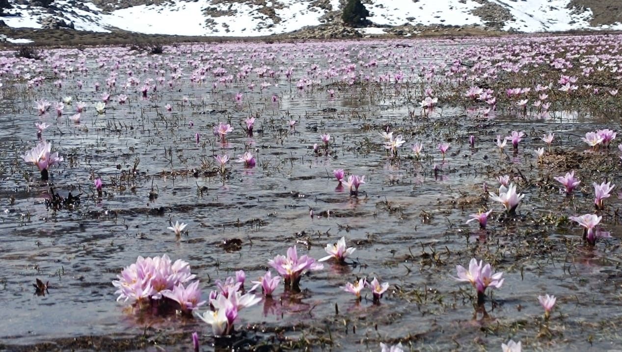 karlarin erimesiyle cikan kardelenler ortaya cikti dI5SrQ8R