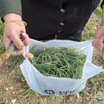 kolesterol dusurucu ozelligi varmis ilkbaharda toplaniyor her yerde yetisen bitki Q8q6NVDM