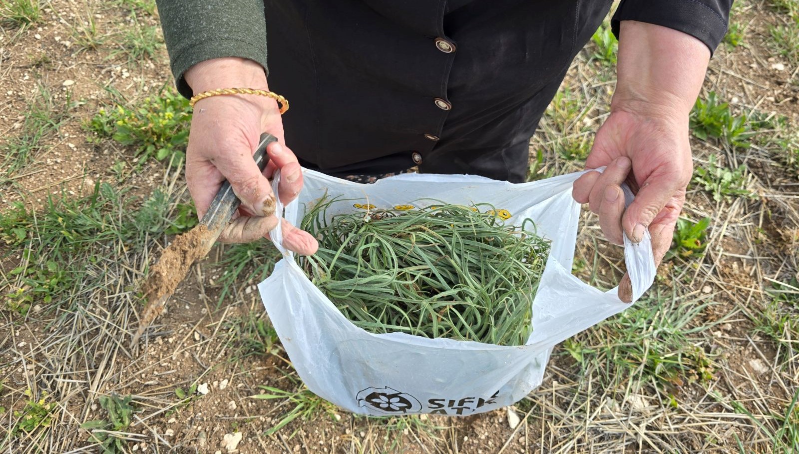 kolesterol dusurucu ozelligi varmis ilkbaharda toplaniyor her yerde yetisen bitki Q8q6NVDM