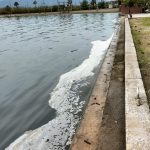 koycegiz golundeki musilaj huzursuz etti TAOBSRwe