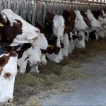 kurban bayrami oncesi flas karar hayvan tasimada yeni kurallar FtmwGGm3