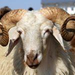 kurban bayrami tatili ne vakit baslayacak kac gun olacak 2025 kurban bayrami takvimi kYT71Kxj