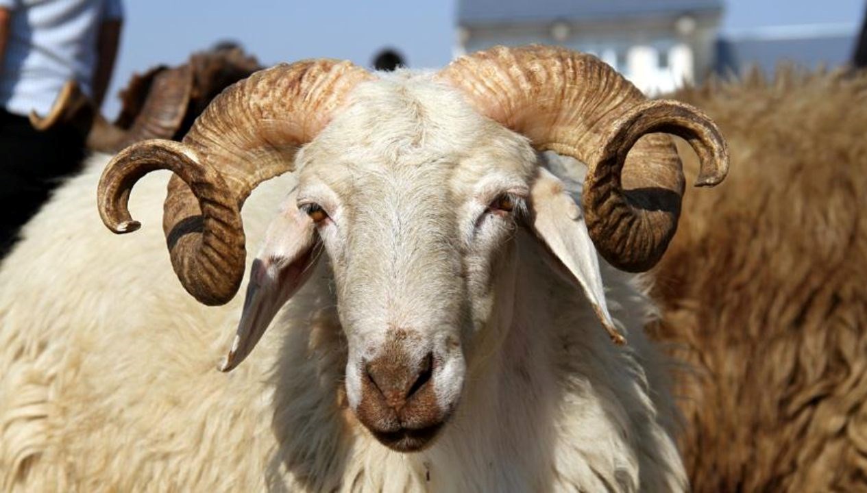 kurban bayrami tatili ne vakit baslayacak kac gun olacak 2025 kurban bayrami takvimi