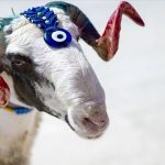 kurban kesim bedeli ne kadar kac tl oldu 2025 diyanet yurt ici ve yurt DEajWxUE