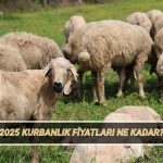 kurbanlik fiyatlari 2025 bu yil kucukbas ve buyukbas kurbanlik fiyatlari ne kadar olacak 6HbMU6Os