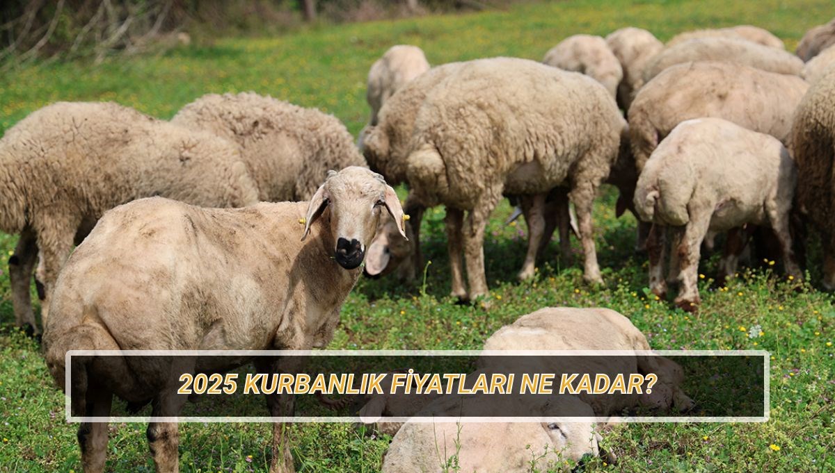 kurbanlik fiyatlari 2025 bu yil kucukbas ve buyukbas kurbanlik fiyatlari ne kadar olacak 6HbMU6Os