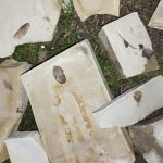 kusadasinda gizemli kesif15 milyon yillik yaprak fosili bulundu fOuNzPwt