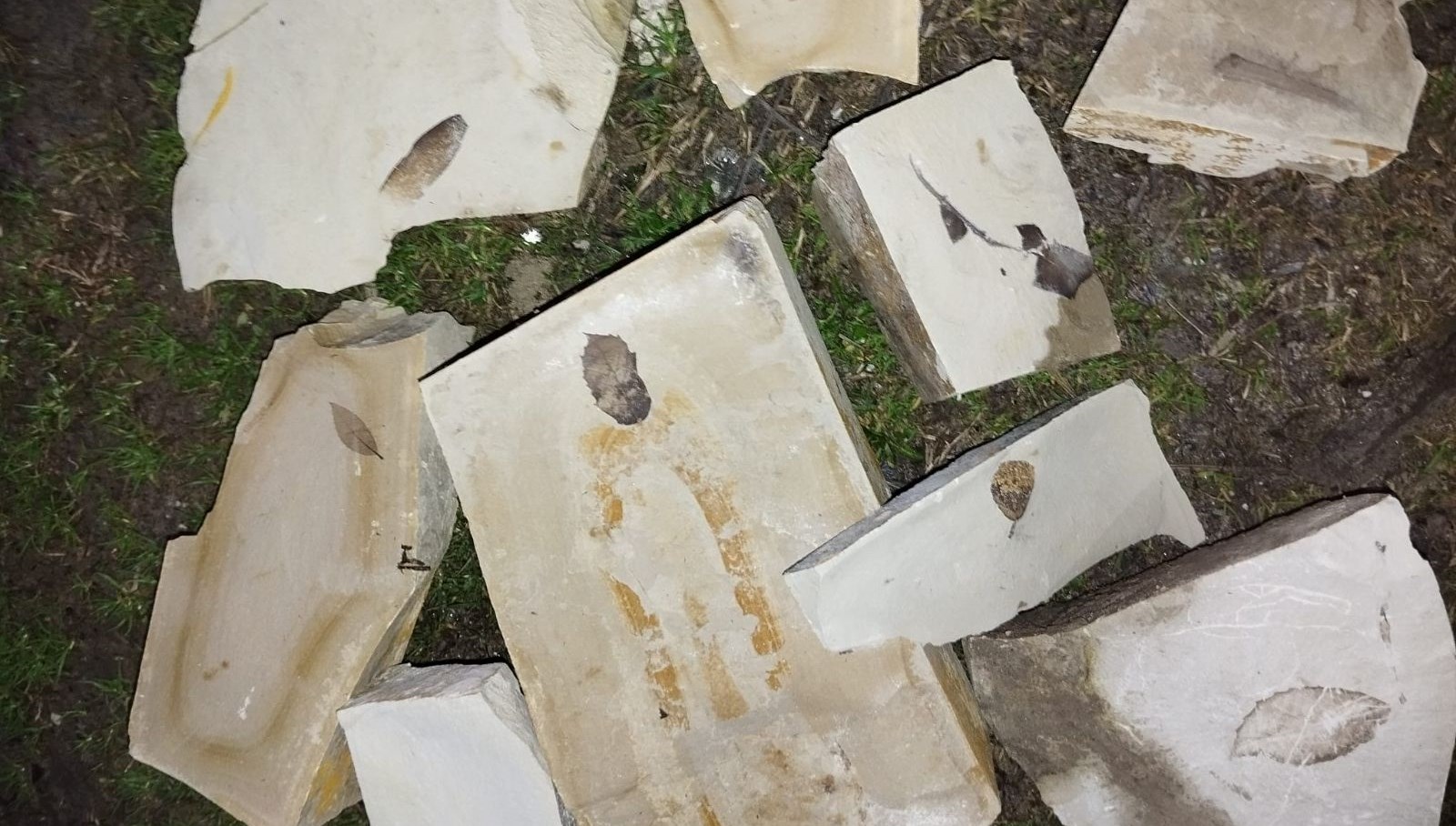 kusadasinda gizemli kesif15 milyon yillik yaprak fosili bulundu fOuNzPwt