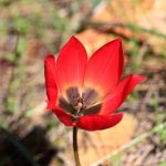 lalenin atasi olarak bilinen turk lalesi mudafaa altina alinan en degerli tip w9NhtnJW