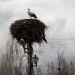 leylekler mus ovasina dondu Q7eLyLv9