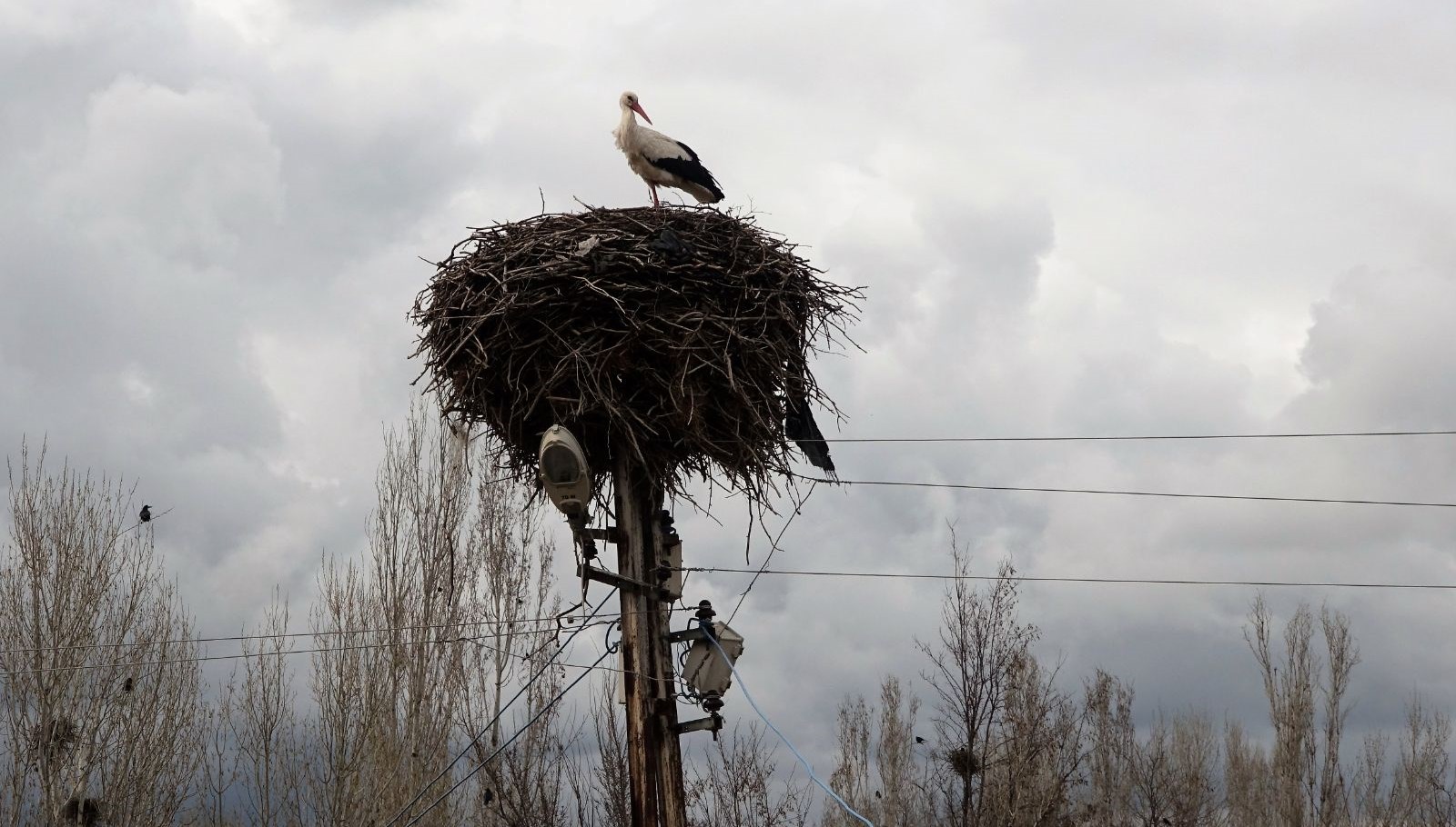 leylekler mus ovasina dondu Q7eLyLv9