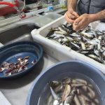 marmara denizinde musilaj balik etine ziyan veriyor mu 9kKCXSWN